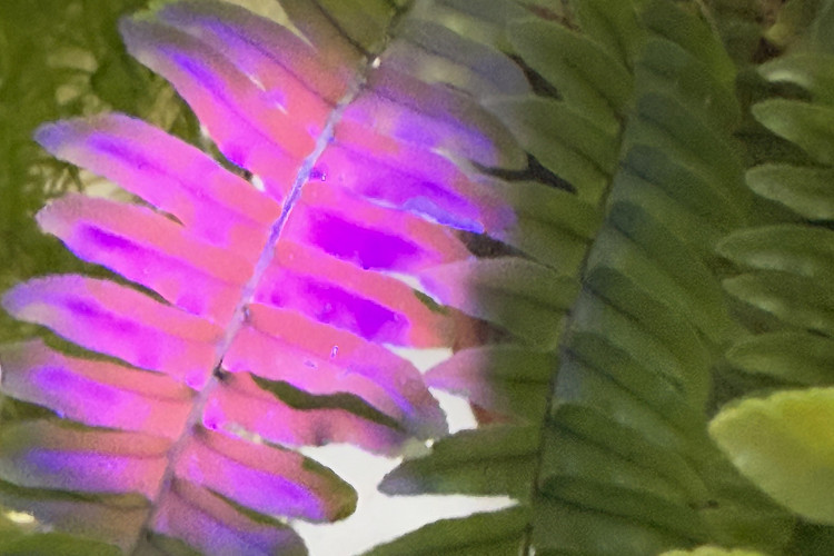 Fluoreszenz von Chlorophyll (Farnblatt) mit Schwarzlicht.