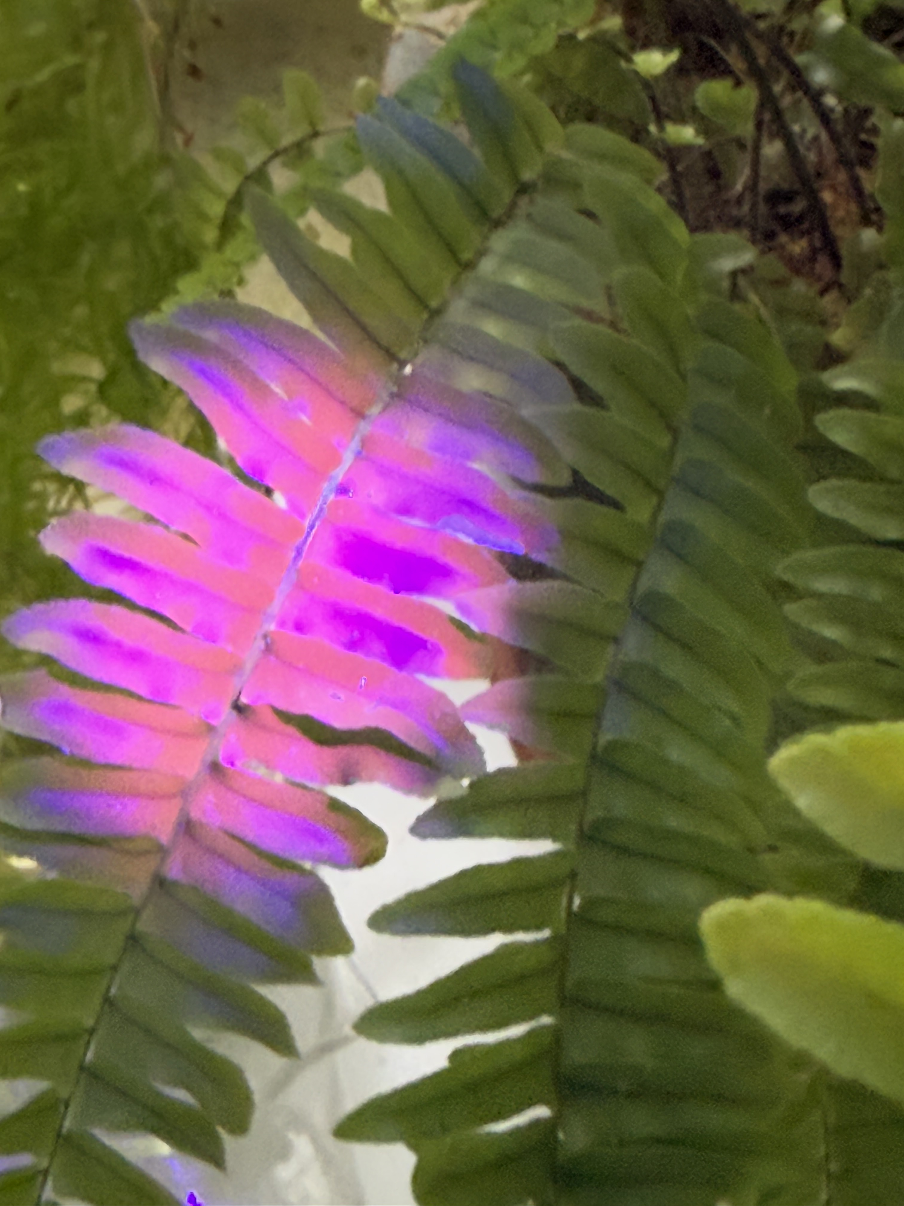 Fluoreszenz von Chlorophyll (Farnblatt) mit Schwarzlicht.